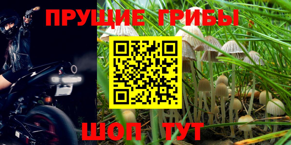 Псилоцибиновые грибы GOLDEN TEACHER Вязьма